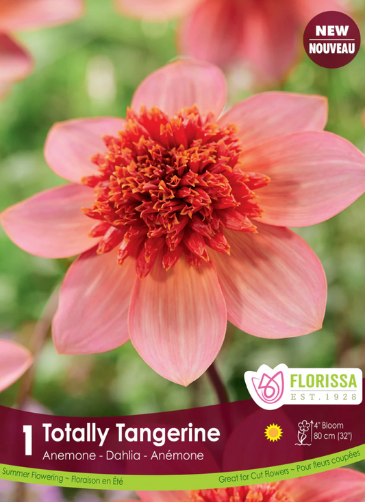 Dahlia Tubers | Totally Tangerine Anemone