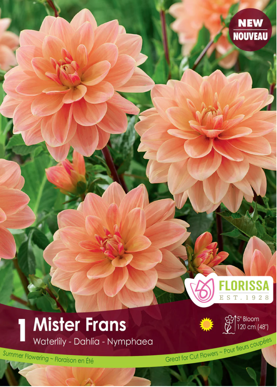 Dahlia Tubers | Mister Frans Water Lily *PREORDER*