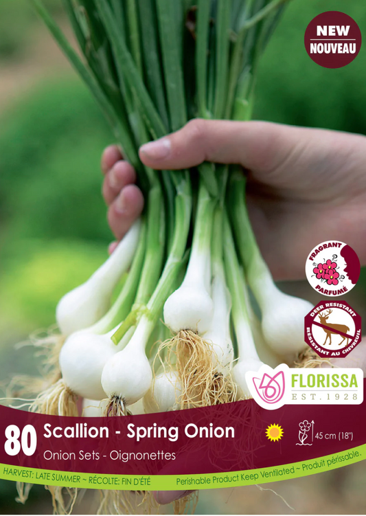 Onion Sets | Green Scallion Mix