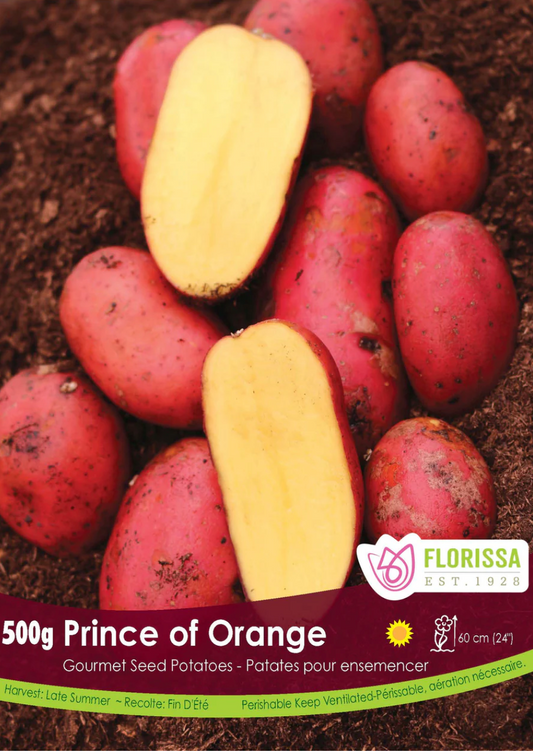 Potato Seed | Prince of Orange