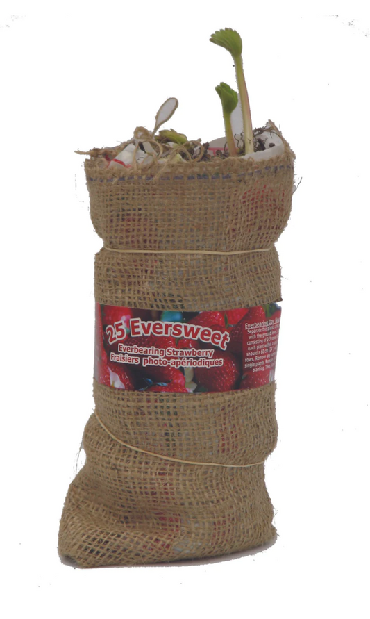 Strawberries  | Eversweet Everbearing Bare Root