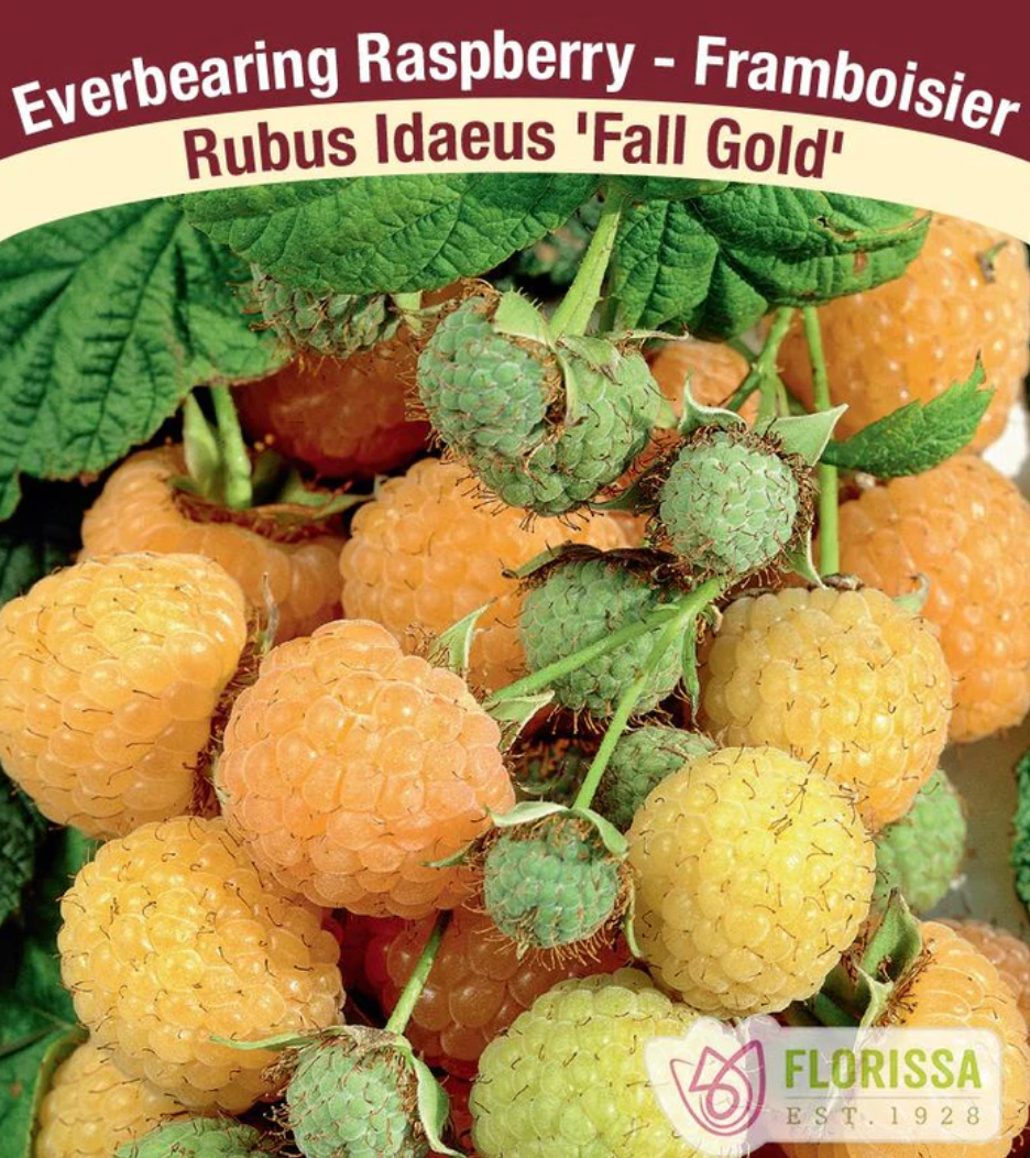 Rasberries  | Eversbearing Fall Gold