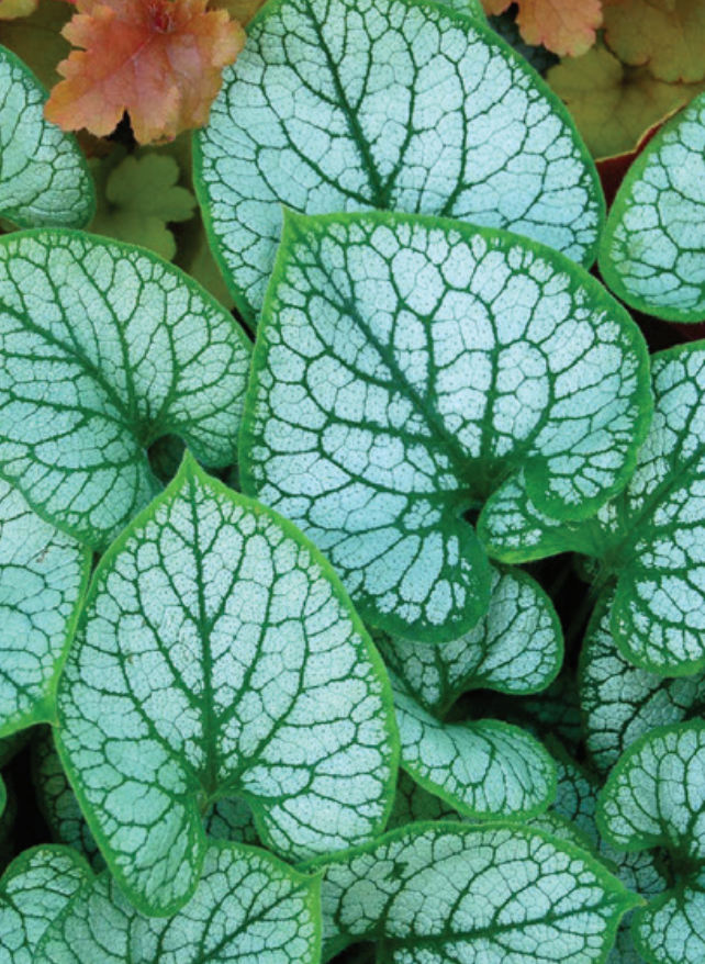 Brunnera Jack Frost  | Bedding Plants