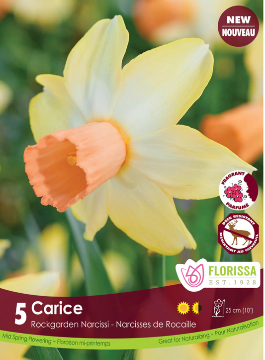 Carice | Narcissus
