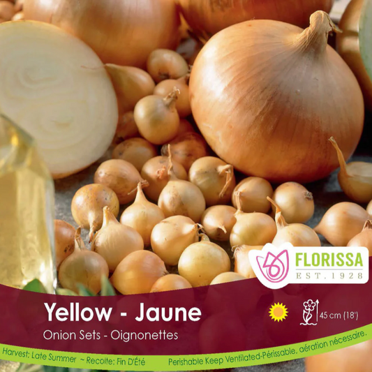 Onion Sets | Yellow Stuttgart