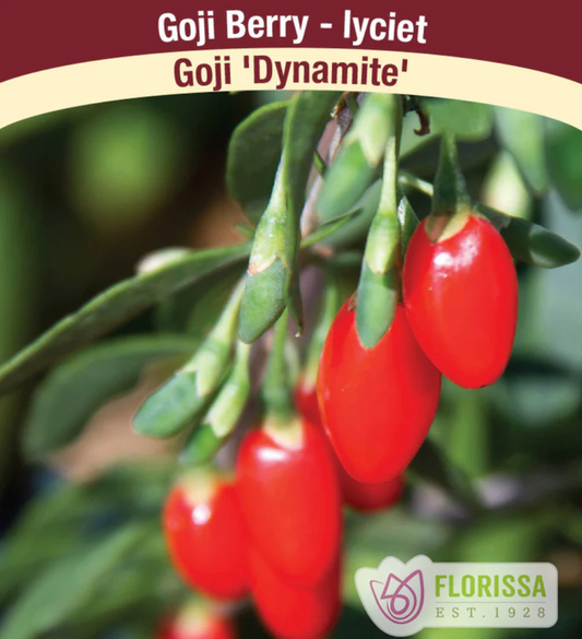 Goji Berry   | Assorted Seedling