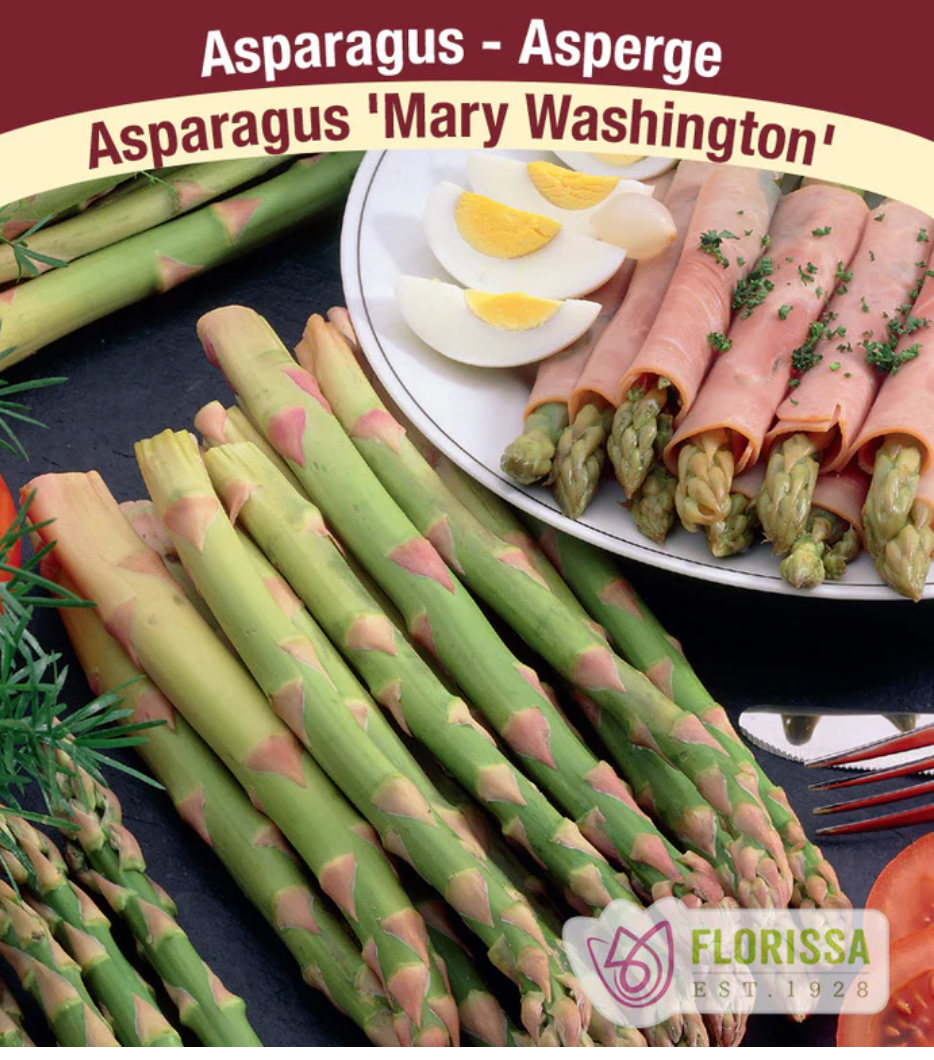 Asparagus   | Mary Washington