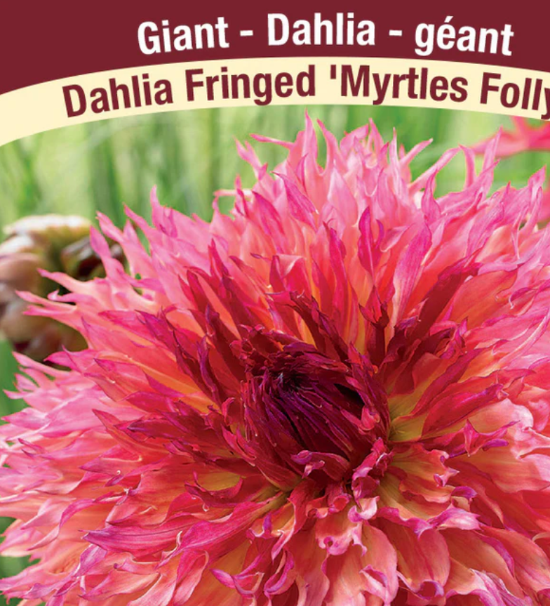 Dahlia Tubers | Myrtle's Folly Dinnerplate Fringed