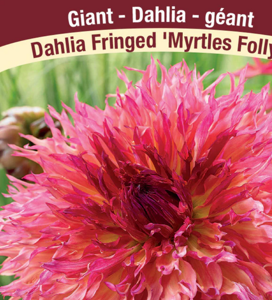 Dahlia Tubers | Myrtle's Folly Dinnerplate Fringed