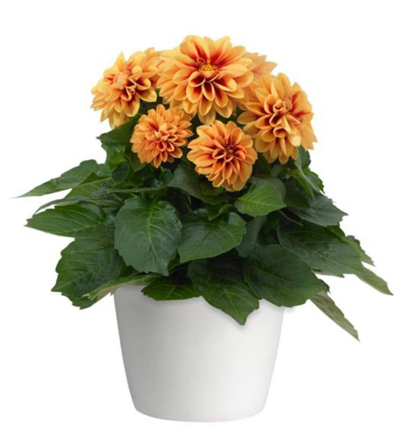 Dahlietta 4”| Garden Seedling