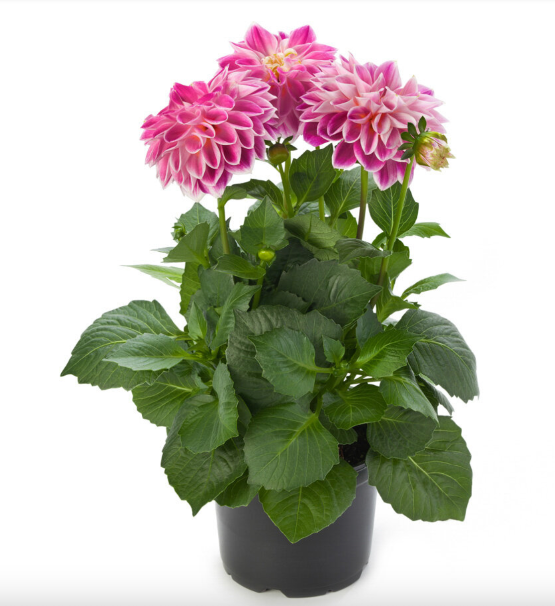 Dahlietta 4”| Garden Seedling