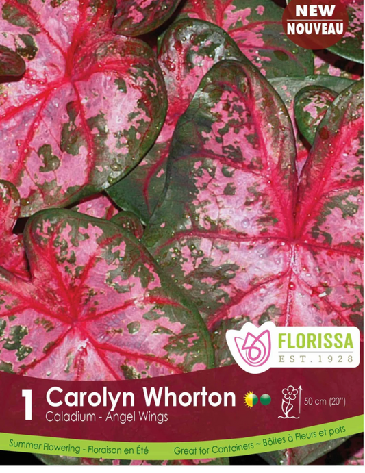 Caladium Carolyn Whorton Bulb