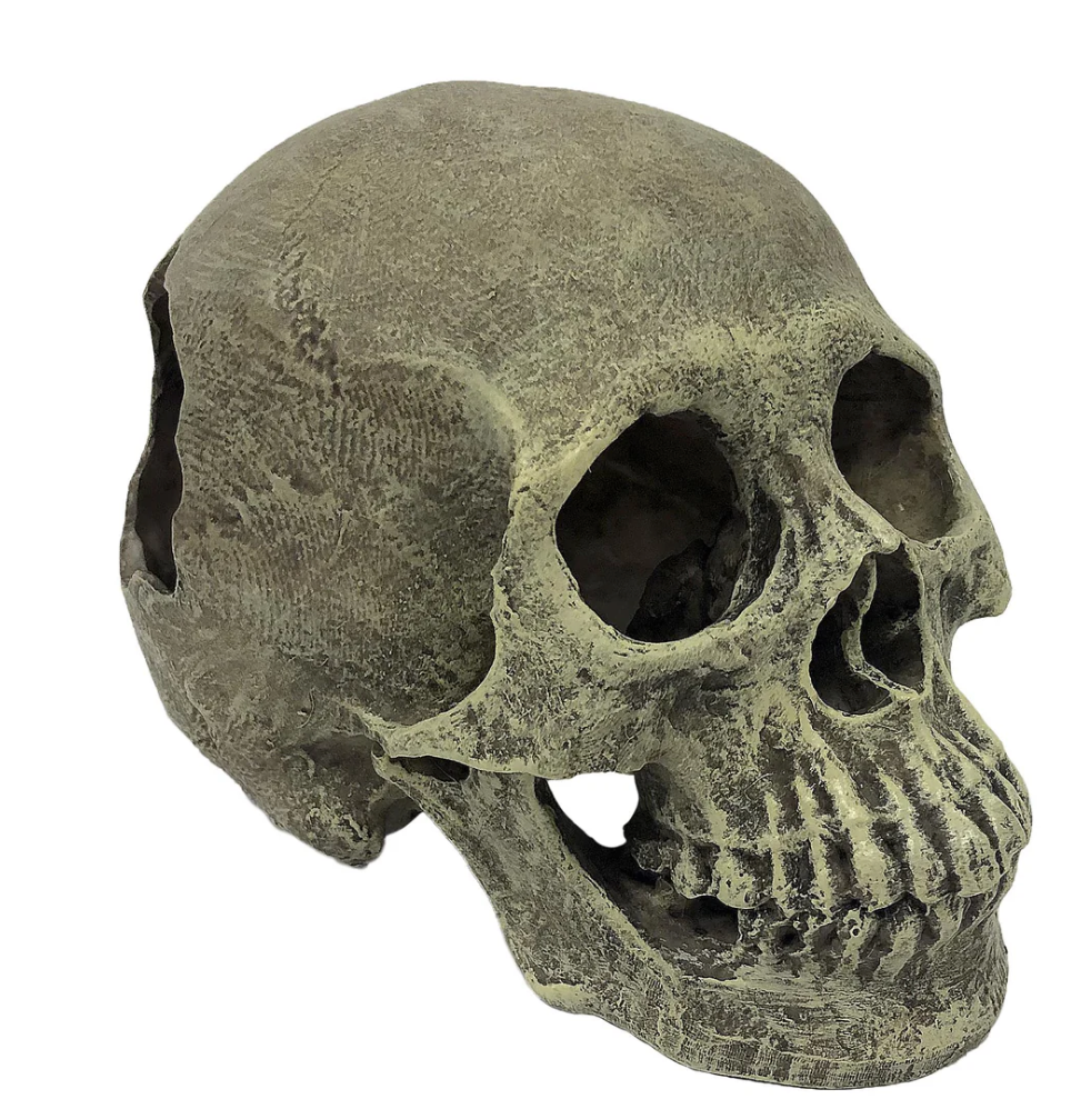 Human Full Skull Komodo