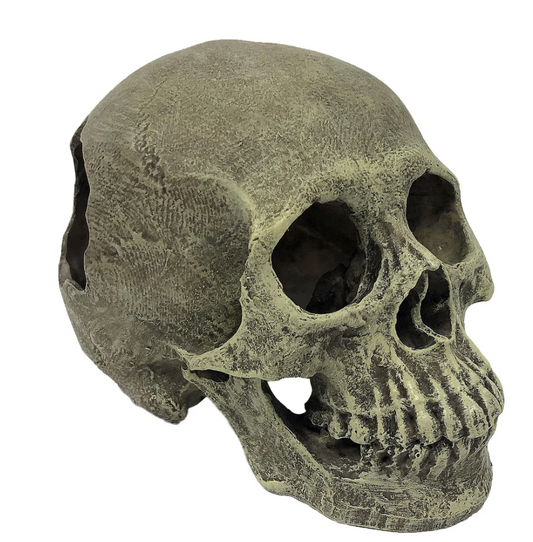 Human Full Skull Komodo