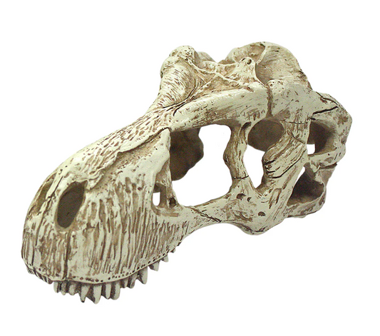 T-Rex Skull Large