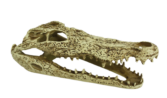 Alligator Skull