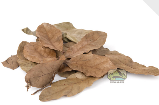 Water Oak Leaf Litter