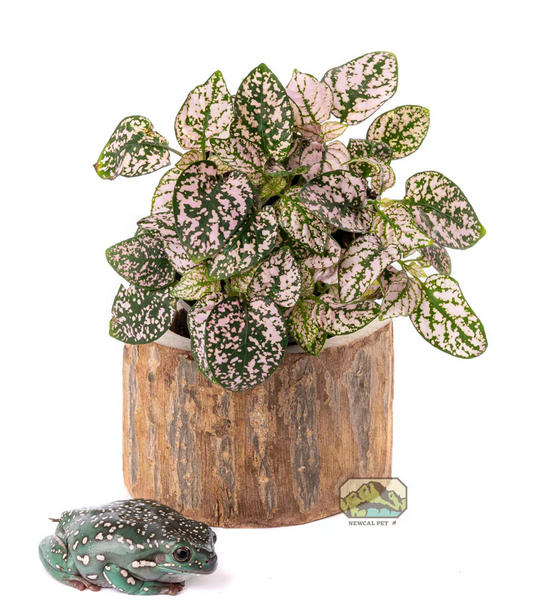 Pauwlonia Tree Pot