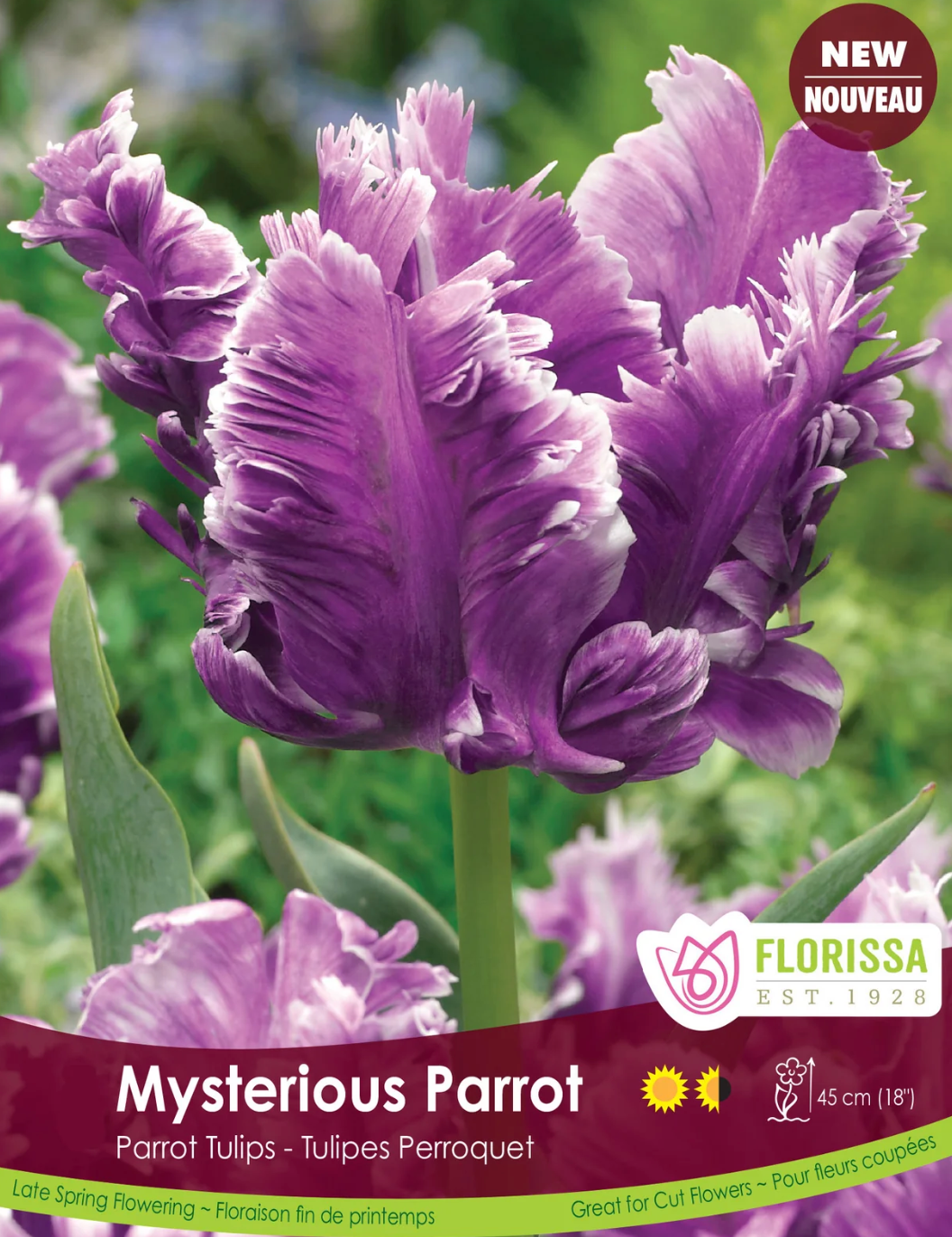 Tulip Bulbs | Mysterious Parrot 6pk