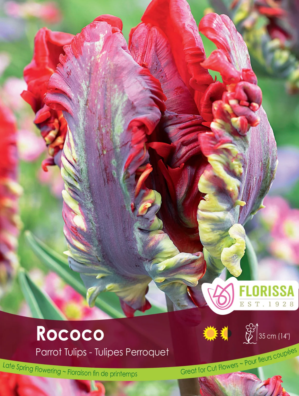 Tulip Bulbs | Rococo 6pk