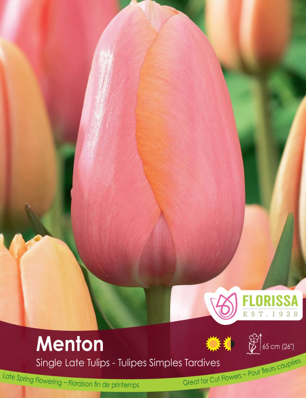 Tulip Bulbs | Menton 6pk