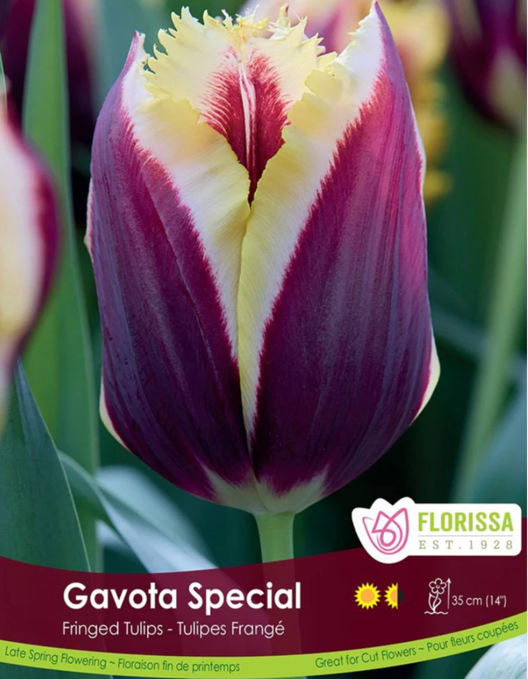 Tulip Bulbs | Gavota 6pk