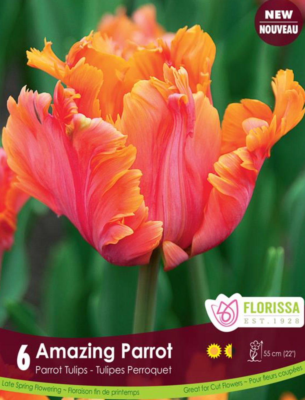 Tulip Bulbs | Amazing Parrot 6pk