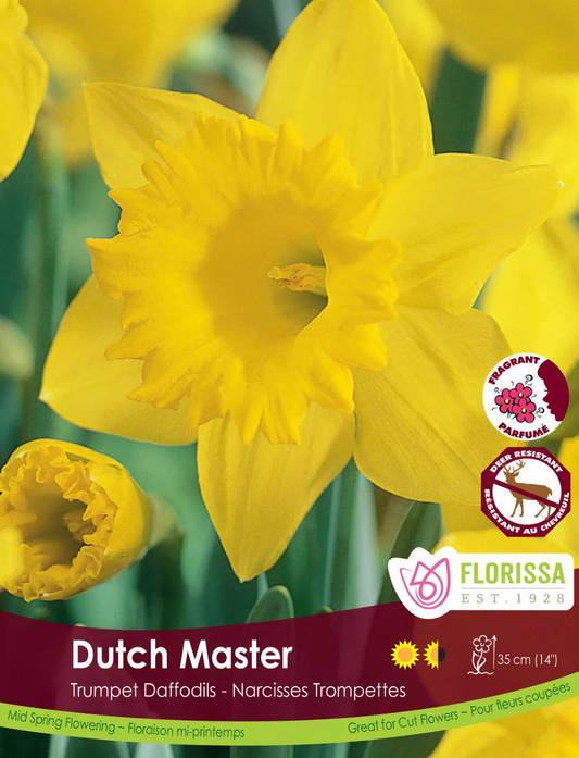Narcissus | Dutch Master 5pk