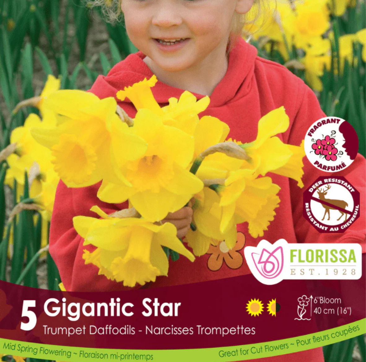 Narcissus | Gigantic Star 5pk