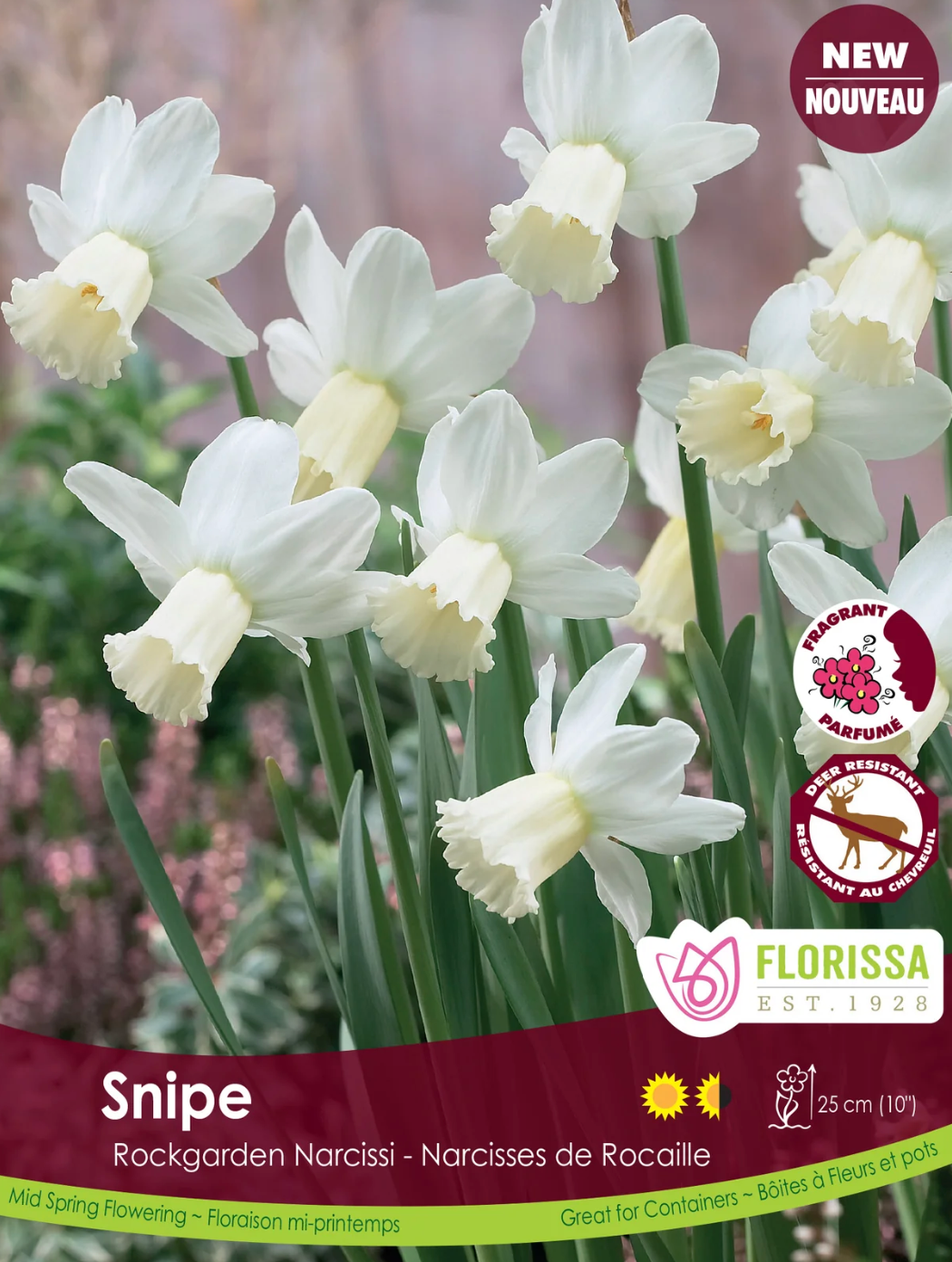 Narcissus | Snipe 5pk