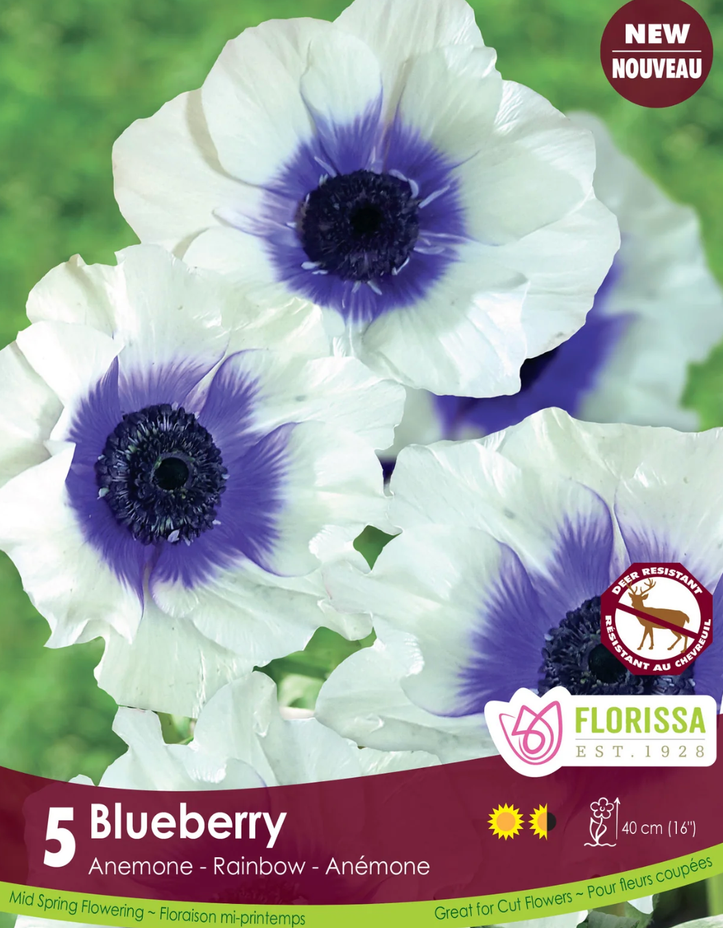 Anemone | Rainbow Blueberry 5pk