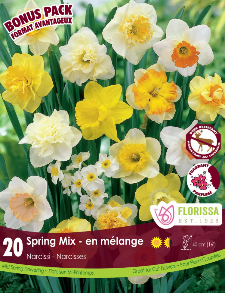 Narcissus | Spring Mix 20pk