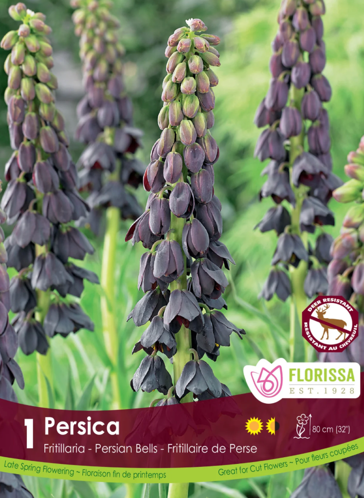 Frittilaria | Persica