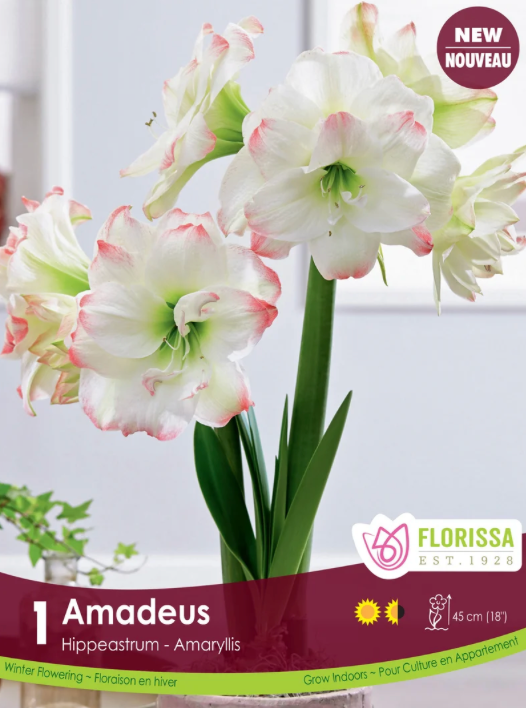 Amaryrillis | Double Amadeus
