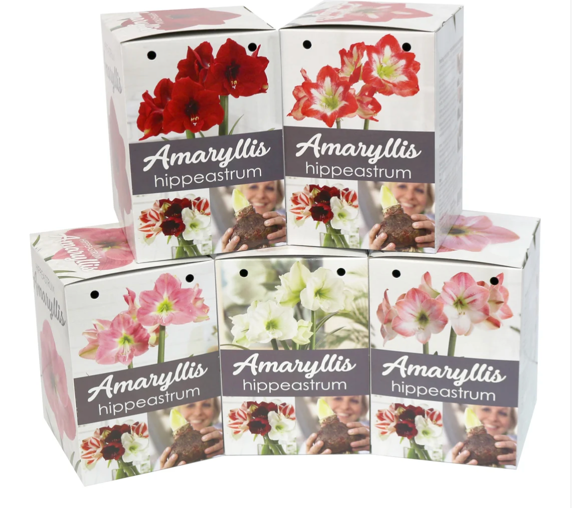 Amaryllis Indoor Blooming Gift Kit
