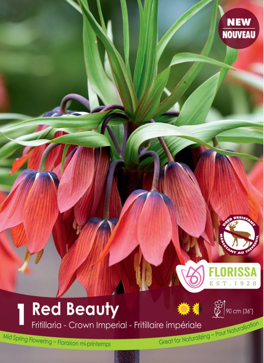 Frittilaria | Red Beauty