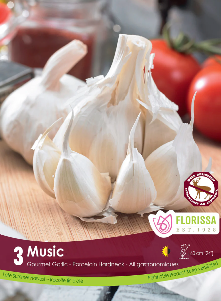 Garlic | Music 3pk