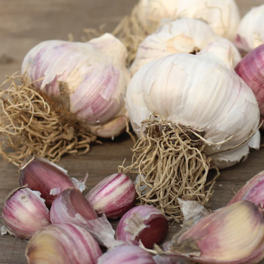 Garlic | Russian Red 3pk
