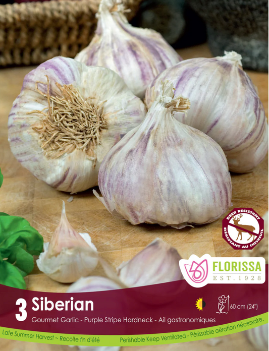 Garlic | Siberian Purple 3pk