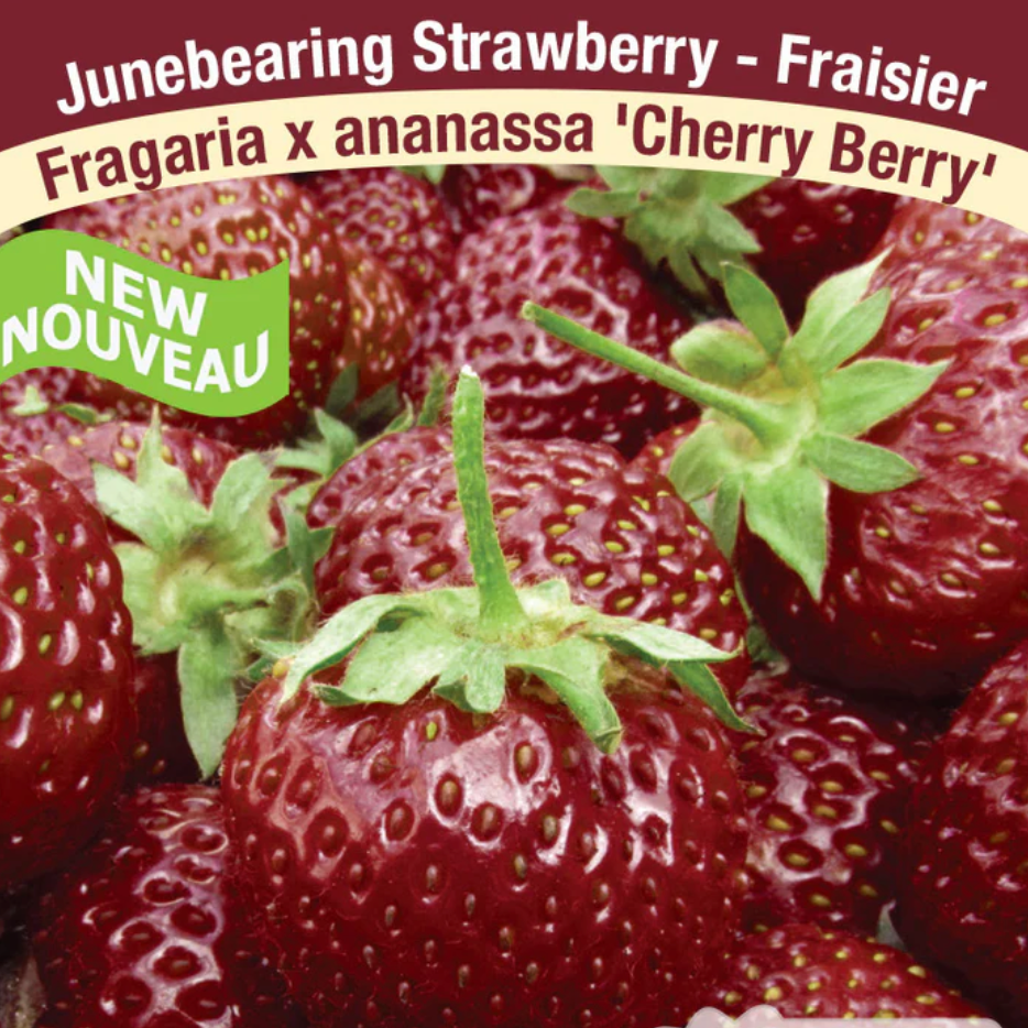 Strawberries  | 'Cherry Berry' Junebearing Seedling 2.5"