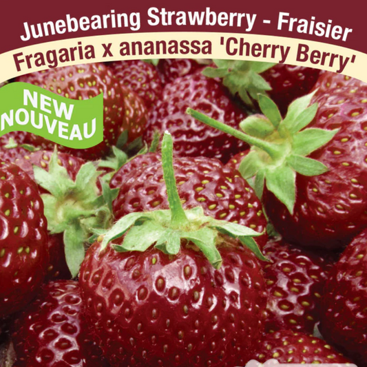 Strawberries  | 'Cherry Berry' Junebearing Seedling 2.5"