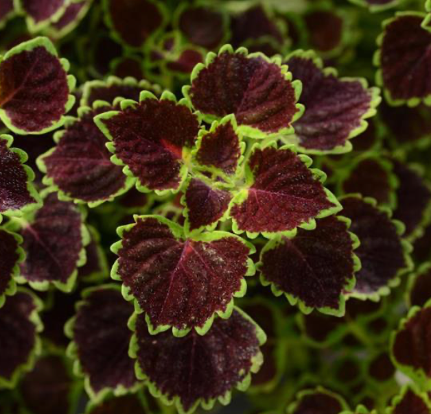 Coleus 4” | Garden Seedling