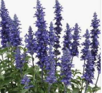 Salvia | Garden Seedling