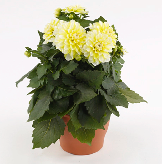Dahlia | Garden Seedling
