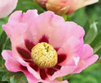 Peony | Garden Seedling