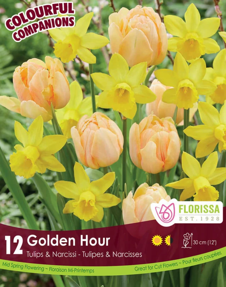 Narcissus + Tulips | Golden Hour 12pk