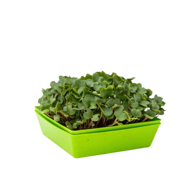 55 Trays Shallow