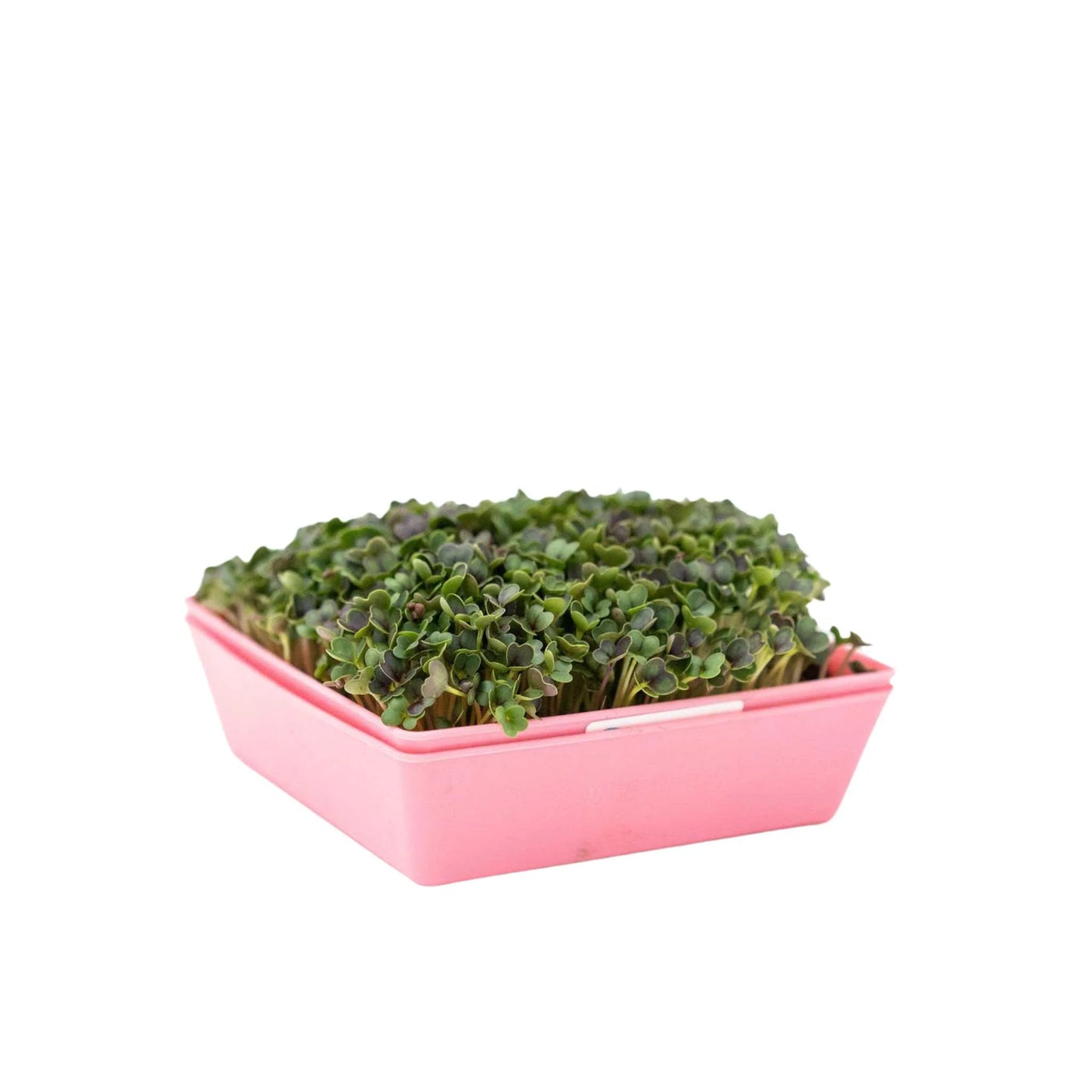 55 Trays Shallow