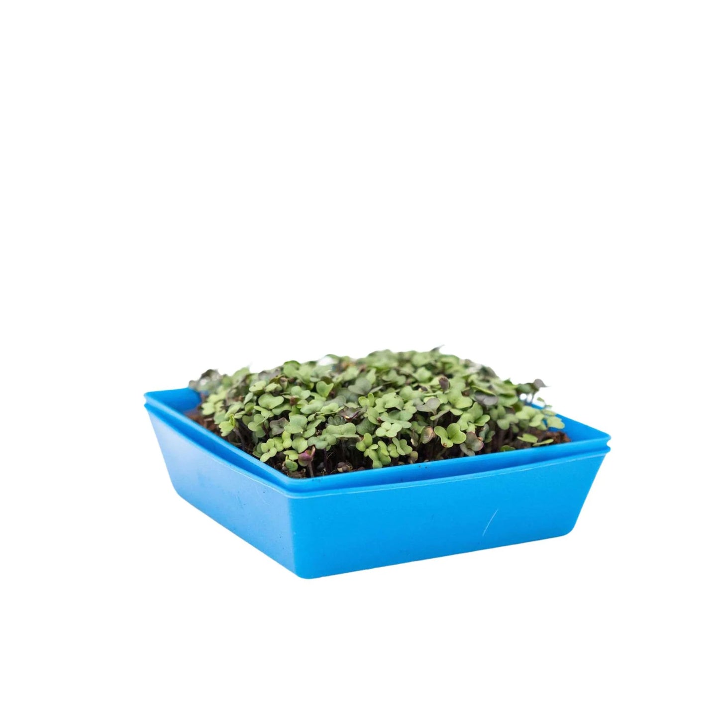 55 Trays Shallow