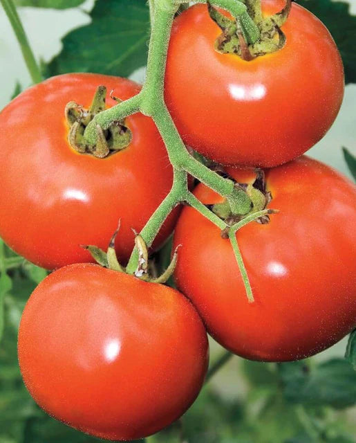 Seeds | Tomatoes Manitoba